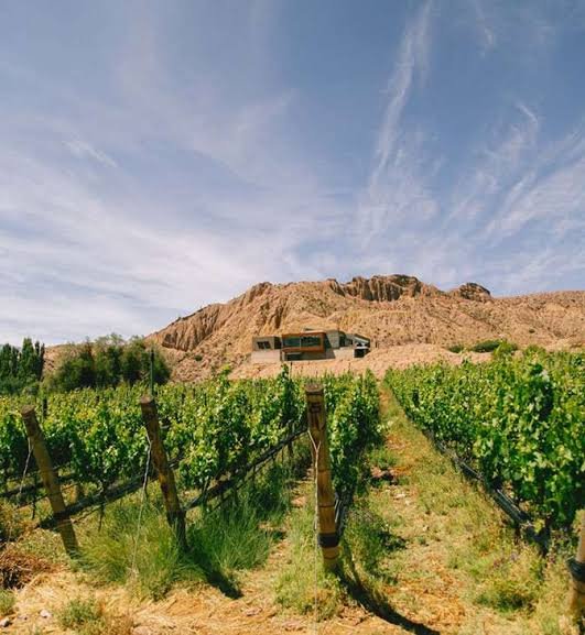 Viñedos de Viñedos Yacoraite